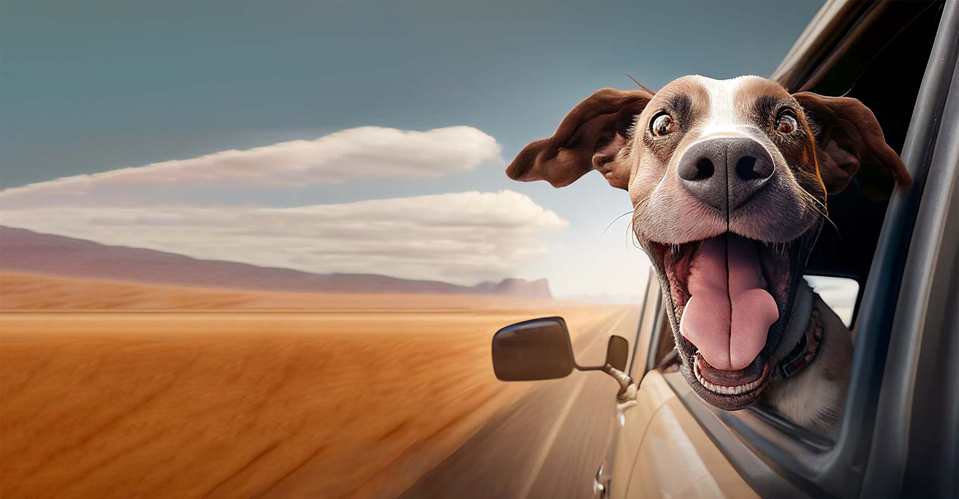 gluecklicher Hund schaut aus Auto - Tageszulassungen und Vorfuehrwagen bei Koenig & Partner